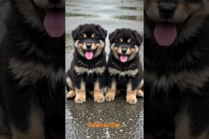 How cutest puppies beautiful look #cute #funny #viralshortvideo