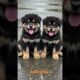 How cutest puppies beautiful look #cute #funny #viralshortvideo