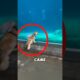 How this dog met a dolphin for the first time ❤️ #dog