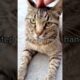 How to Pet a Stray Cat (The RIGHT Way!?) 🤪 #cat #cats #kittycat #kitten #funny #catrescue #shorts