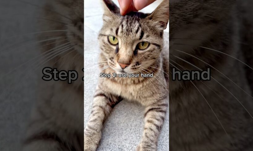 How to Pet a Stray Cat (The RIGHT Way!?) 🤪 #cat #cats #kittycat #kitten #funny #catrescue #shorts