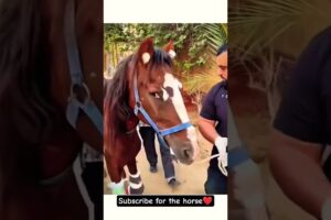 I Rescued This Horse From a Heartless Owner... ❤️ | Emotional Animal Rescue #shorts #horserescue