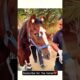 I Rescued This Horse From a Heartless Owner... ❤️ | Emotional Animal Rescue #shorts #horserescue