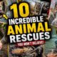 Incredible Animal Rescues Caught in Cinematic Moments