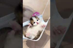 Is it your favorite cute kitten? It's so good. #cat #cats #kitten #kitty