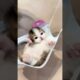 Is it your favorite cute kitten? It's so good. #cat #cats #kitten #kitty