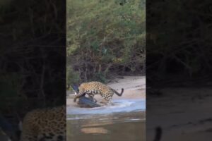 Jaguar vs Caiman 😱 Jungle Mein Hua Khaufnaak Attack! 🐆🐊
