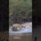 Jaguar vs Caiman 😱 Jungle Mein Hua Khaufnaak Attack! 🐆🐊