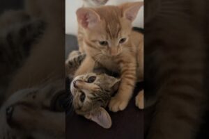 😹 Kittens Stop Playing Instantly When They Notice Me! 🐾