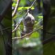 Koala Oscar playing in the garden#koala #koalababy #koalabear #animals #fun #viralshorts #viralvideo