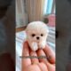 Kya Aapne Dekhe Hain Sabse Cute Puppies? 😍 #shortvideo #viralvideo #trending2026