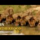 LION BROTHERHOOD | Wild Africa | हिन्दी डॉक्यूमेंट्री | Life in the Jungle | Full documentary