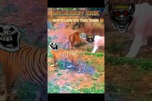 LION🦁V/S TIGER 🐯#youtubeshorts #shortvideo#lion#birds#lionattack#eaglehunting#memes#youtube#yt 😱👍🔥👑🤩