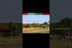 Leopard Completely DEMOLISHES 5 Cheetahs! 🤯💥 #animals #wildlife #fighting #leopard #cheetah