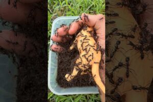 Life or Death Rescue: German Shepherd Dog Vs 10,000 Bullet Ants