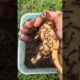 Life or Death Rescue: German Shepherd Dog Vs 10,000 Bullet Ants