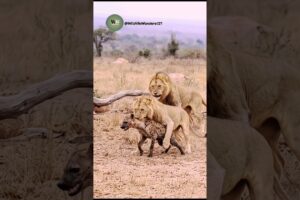 Lion Ambushes Hyena! Pride Rushes In for a Brutal Savanna Battle
