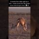 Lion Approaches A Honey Badger... Watch His Reaction! 💀#wildlife #shorts