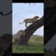 Lions #wildlife #shorts #shortvideo #animals #wildlife #viral