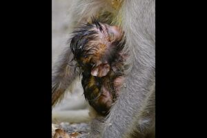 Lovely Tiny Baby Monkey and Young Mom #animals #monkey #babymonkey#monkeymoments
