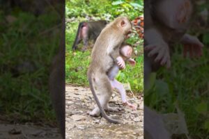 MIKY Loves To Play With Her Brother MINGI Every Day #babymonkey #animallife #animals #cute