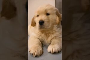 Mama Golden Retriever and Her Cutest Puppies! 🐾🥰#dogs #puppies #dogshorts #cutedogs