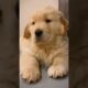 Mama Golden Retriever and Her Cutest Puppies! 🐾🥰#dogs #puppies #dogshorts #cutedogs