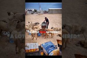 Man Feeds Stray Dogs With Food And Water | USA Animal Rescue Story 2026#shorts #halo