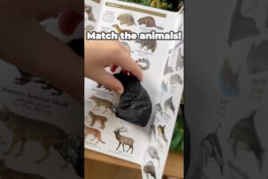 Matching Toymany North American animals in sensory play! #toymany #educationaltoys #kidslearningfun