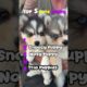 🐶 Meet the Cutest Puppies Ever! 😭❤️ | Sleepy, Nosy & Snowy Puppies