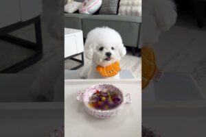 Meet the Fluffiest New Family Member #puppy #cute #puppies
