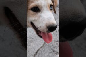 Mi perrito está jugando a ignorarme cuando le llamo #cachorros #cachorro #perritos #perros #pets