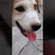Mi perrito está jugando a ignorarme cuando le llamo #cachorros #cachorro #perritos #perros #pets