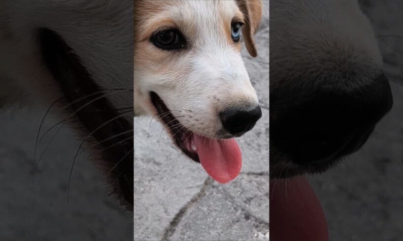 Mi perrito está jugando a ignorarme cuando le llamo #cachorros #cachorro #perritos #perros #pets