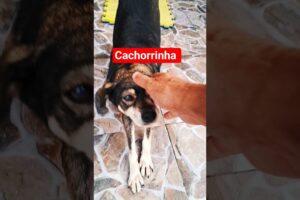 Minha cadelinha fofinha ( Babuína  ) ela acordou cedo hoje