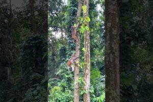 Monkey is playing with tree.#lovinganimalswild #monkey #animals