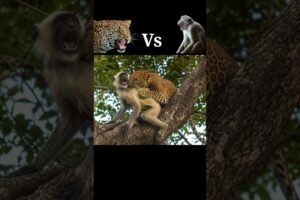 Monkey vs Leopard – Survival Fight 😱 #shorts #animals
