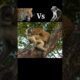 Monkey vs Leopard – Survival Fight 😱 #shorts #animals