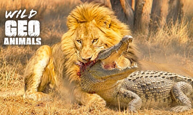 Most Unbelievable Animal Fights of All Time Caught on Camera | Wild Animal Documentary