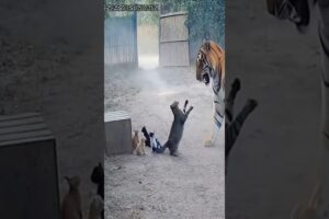 Mother Cat Fights Off a Charging Tiger to Save Her Kittens | Real CCTV Moment 🐯🐱
