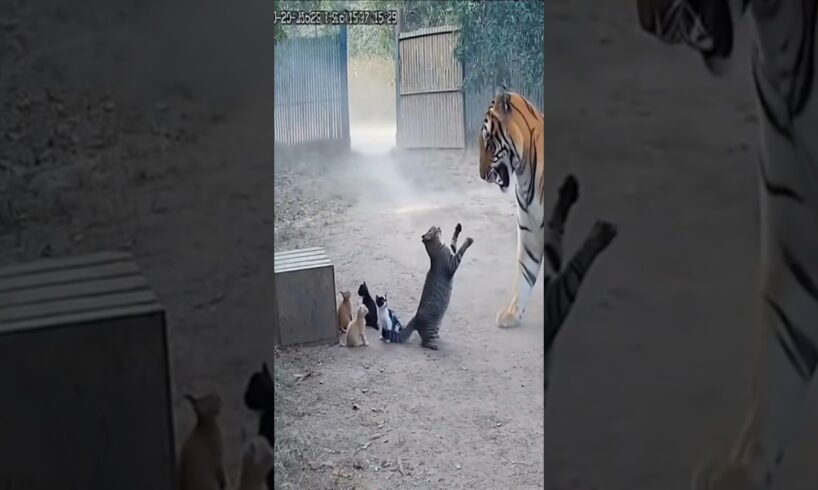 Mother Cat Fights Off a Charging Tiger to Save Her Kittens | Real CCTV Moment 🐯🐱