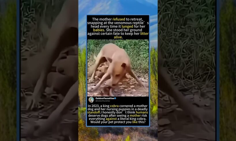 Mother Dog Fights Deadly King Cobra To Protect Her Puppies#foryou #fyp #animals #funny