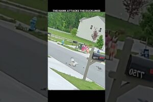 Mother Duck Fights Back Against Hawk!  #trending #animals #wildlife #youtubeshorts #hawk