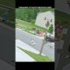 Mother Duck Fights Back Against Hawk!  #trending #animals #wildlife #youtubeshorts #hawk
