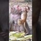 Mother monkey playing with her baby. 🫶#lovinganimalswild #monkey #animals