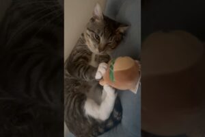 Mr.Pablo Playing 😻🐈#cutecat # #trending #shorts #pets #animals