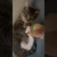 Mr.Pablo Playing 😻🐈#cutecat # #trending #shorts #pets #animals