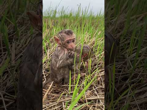 Mud Play with Twin Baby Monkeys!  #monkey #monkeysr #babymonkey #babymonkeybobby #animals #cute