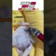 Must watch these cute puppies 😍🥺