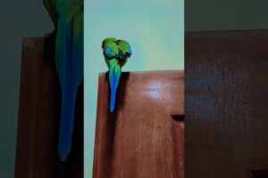 My silly parrot is playing 🤗🦜#parrotplaytime #funnypets #foryou #trendingshorts #ytshorts